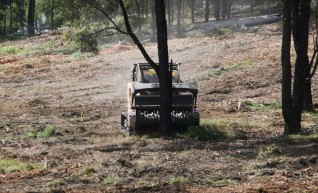 Dropping Iron Bark - Land Clearing 1