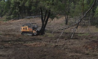 Mulching Ironbark Trees - Land Clearing 1