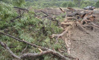 Mulching Tree - Land Clearing 1